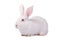 White rabbit isolated on white