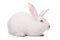White rabbit isolated on white