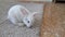 White rabbit jumps on the carpet