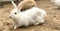 white rabbit with light red eyes sitting in dirt ground with other animals