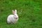 White Rabbit munching grass