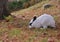 White Rabbit Namisum Island garden tree