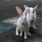 White rabbit pets shot in the road