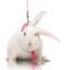 White rabbit on a pink leash