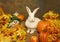White Rabbit with Pumpkins and Stuffed Scarecrow