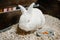 White rabbit with red eyes eating carrot. Rabbit breeding. How to breed your rabbit