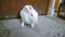 A White Rabbit resting after knocking door of toilet in house Delhi India INDIA