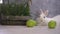 A white rabbit resting next to four apples and a wooden basket filled