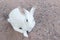 White Rabbit select focus blurry background,Beautiful white Rabbit soft focu.