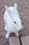 White Rabbit select focus blurry background,Beautifull white Rabbit soft focus