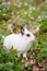 White rabbit siting in the spring forest. Easter time
