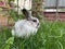 A white rabbit sits on a green lawn near the house