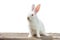 White rabbit sits on a white background isolation