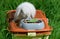 The white rabbit is sitting next to the plastic feed bowl on the orange animal carrier in the grass