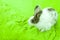 white rabbit, sitting and resting, on light green concrete floor, copy space