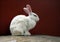 White rabbit sitting on the rock table and red background. It is a burrowing, gregarious, plant-eating mammal with long ears.