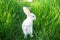 White rabbit stands on hind in grass