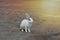 white rabbit stood looking at something on the ground with the orange sun gleaming