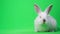 White rabbit in the studio on a green background. Fluffy pet. Chroma key background