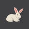 White rabbit vector