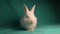 White rabbit wants to sleep on a green background