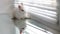 White rabbit on the windowsill on the blinds background