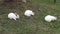 White Rabbits, Bunny, Hare, Easter, Nature