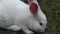 White Rabbits, Bunny, Hare, Easter, Nature