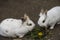 White rabbits eating in the zoo