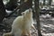 White Raccoon Baring his Teeth While Looking Up