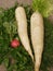 White radish