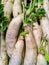 White radish background