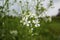 White Radish flowers blooming in spring season