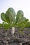 White radish grows in the field with green leaves