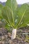 White radish grows in the field with green leaves