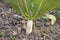 White radish grows in the field with green leaves