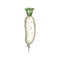 White radish isolated daikon vegetable root sketch