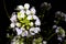 White radish plant flower, scientific name Diplotaxis erucoides, known as white rocket or white wall