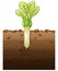 White radish plant with roots underground illustration