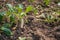 White radish plant in soil