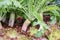 White radish root in the vegetable garden.