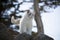 White Ragdoll Cat