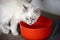White Ragdoll cat, Felis catus drinking water from a red bowl