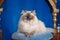 White Ragdoll cat with white fur and blue eyes sitting on blue cushion. Generative AI