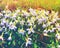 White rain lilies flowers blooming