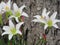 White rain lilies. Tree background