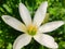 White rain lily, Autumn zephyrlily, Beautiful flower