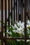 White rain lily blooming in the fence behind bars.