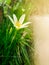 White rain lily flower with green leaves and buds