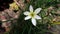 White rain lily or white windflower